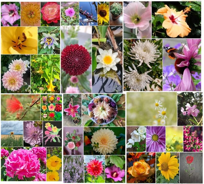 Bloemenzee als verjaardagskado